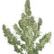 Buddha Magnum Auto (Buddha Seeds) Cannabis-Samen