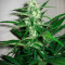 Sugar Black Rose (Delicious Seeds) Cannabis-Samen