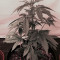 2 Fast & 2 Vast Auto (Heavyweight Seeds) Cannabis-Samen