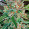 AK-48 Regular (Nirvana Seeds) Cannabis-Samen