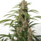 Auto Orange Bud feminisierte Samen (Dutch Passion)