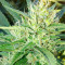 Sweet Black Angel (Samsara Seeds) Cannabis-Samen
