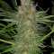Serious Kush (Serious Seeds) Cannabis-Samen