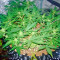 Deep Cheese (Dinafem Seeds) Cannabis-Samen