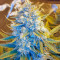 Killer Kush Auto (Sweet Seeds) Cannabis-Samen