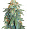 Auto Orange Bud feminisierte Samen (Dutch Passion)