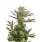 Deep Cheese (Dinafem Seeds) Cannabis-Samen