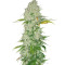 White Widow regular (Dutch Passion) Cannabis-Samen