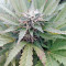 OG Kush (Dinafem Seeds) Cannabis-Samen