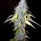 Auto Northern Lights (Pyramid Seeds) Cannabis-Samen
