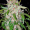 Auto Wembley (Pyramid Seeds) Cannabis-Samen