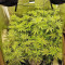 Big Bud (Vision Seeds) Cannabis-Samen