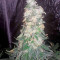 Bubba Kush (Humboldt Seeds Organization) Cannabis-Samen