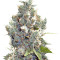 BubbleGummer (Female Seeds) Cannabis-Samen