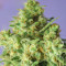 Bulk Smash Auto (Dr. Krippling Seeds) Cannabis-Samen