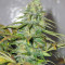Californian Orange (Dutch Passion) Cannabis-Samen