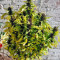 Frisian Duck (Dutch Passion) Cannabis-Samen