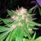 Mataro Blue (Kannabia Seeds) Cannabis-Samen