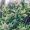 Strawberry Blue (World of Seeds) Cannabis-Samen