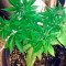 Sugar Mango Ryder Auto (World of Seeds) Cannabis-Samen