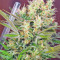 S.A.D. Sweet Afgani Delicious F1 Fast Version (Sweet Seeds) Cannabis-Samen