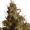 White Widow (RQS) Cannabis-Samen