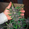 Devil Cream Auto (Sweet Seeds) Cannabis-Samen