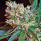 Green Poison F1 Fast Version (Sweet Seeds) Cannabis-Samen