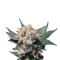 Big Band (Kannabia Seeds) Cannabis-Samen