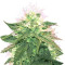 American Pie (Pyramid Seeds) Cannabis-Samen