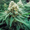 Fruit Punch (Heavyweight Seeds) Cannabis-Samen
