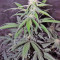 Auto Kryptonite (Pyramid Seeds) Cannabis-Samen
