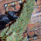 Auto Nefertiti (Pyramid Seeds) Cannabis-Samen