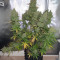Auto Blueberry (Dutch Passion) Cannabis-Samen
