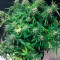 Auto Cinderella Jack (Dutch Passion) Cannabis-Samen