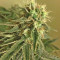 Blue Kripple (Dr. Krippling Seeds) Cannabis-Samen