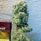 Kaya Gold (Nirvana Seeds) Cannabis-Samen