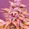 LSD-25 Auto feminisierte Samen