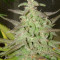 Maroc (Female Seeds) Cannabis-Samen