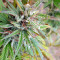 Medusa (Nirvana Seeds) Cannabis-Samen
