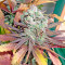 Money Maker (Strain Hunters) Cannabis-Samen