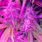 Northern Light Automatic (Nirvana Seeds) Cannabis-Samen
