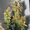 Acid (Paradise Seeds) Cannabis-Samen