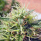 Green Poison (Sweet Seeds) Cannabis-Samen