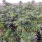Moby Dick (GHS) Cannabis-Samen