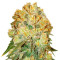 Marmalate regular (Delicious Seeds) Cannabis-Samen