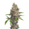 OG Kush (Dinafem Seeds) Cannabis-Samen