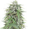 Auto NL (Female Seeds) Cannabis-Samen