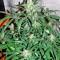 Auto Wembley (Pyramid Seeds) Cannabis-Samen