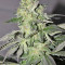 Calamity Jane Auto (Buddha Seeds)